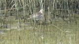 Foraging Bar-tailed Godwit
