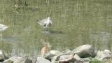 Foraging Bar-tailed Godwit