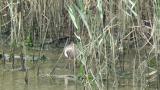 Foraging Bar-tailed Godwit