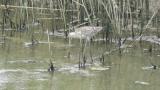 Foraging Bar-tailed Godwit