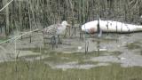 Foraging Bar-tailed Godwit