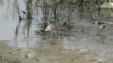 Foraging Bar-tailed Godwit
