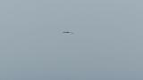 Western Osprey in flight