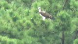 Perched Western Osprey