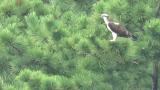 Perched Western Osprey