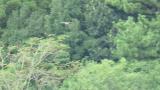 Western Osprey perched after short flight and looked for prey