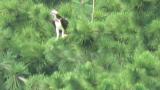 Perched Western Osprey