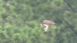 Western Osprey eating fish