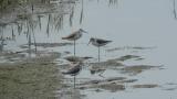Resting Common Greenshanks