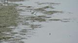 Foraging Common Greenshank