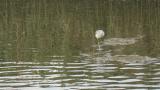 Common Greenshank, foraging and walking
