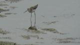 Marsh Sandpiper, foraging
