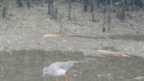 Common Redshank, foraging