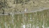 Common Redshank, preening