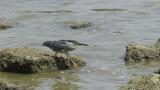 Striated Heron, walking and foraging