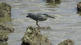 Striated Heron, foraging