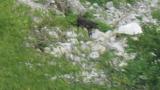 Japanese Serow seen distantly