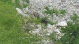 Japanese Serow, movement for foraging