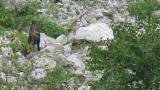 Japanese Serow, foraging