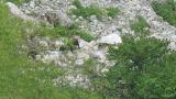 Japanese Serow, foraging