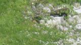 Japanese Serow, foraging
