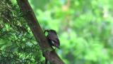 Female Blue-and-white Flycatcher carrying food