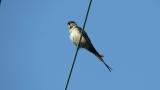 Red-rumped Swallow