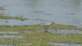 Greater Sand Plover