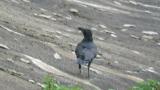 Jungle Crow, walking and hopping