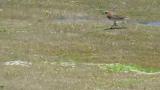 Foraging Lesser Sand Plover