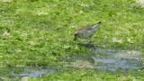 Foraging Lesser Sand Plover