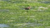 Lesser Sand Plover, preening