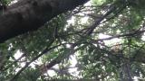 Oriental Cuckoo