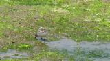 Foraging Red-necked Stint