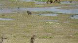 Red-necked Stint, walking and wing flapping
