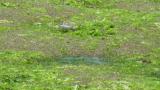 Foraging Red-necked Stint
