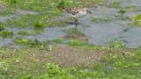 Red-necked Stint, foraging and scratching