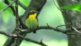 Adult Male Narcissus Flycatcher