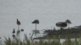 Black-tailed Godwits (mainly)