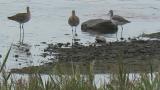 Black-tailed Godwits (mainly)