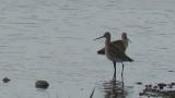 Black-tailed Godwits