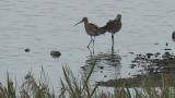Black-tailed Godwits