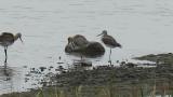 Black-tailed Godwits