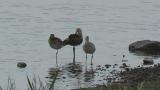 Black-tailed Godwits and Bar-tailed Godwit