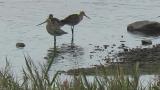 Black-tailed Godwits and Bar-tailed Godwit took flight