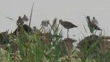 Black-tailed Godwit, preening and wing flapping