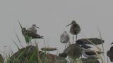Black-tailed Godwit, preening