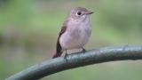 Asian Brown Flycatcher