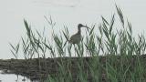 Whimbrel, scratching