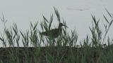 Whimbrel, preening